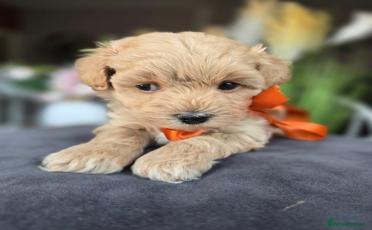 Maltipoo dogs - Advert 1