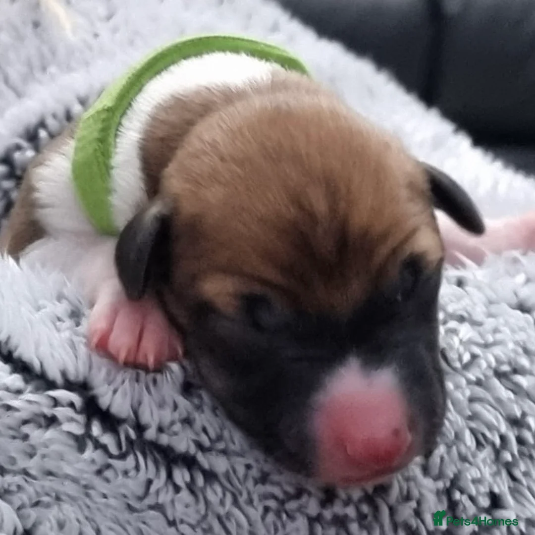 Whippet dogs for sale: Six Stunning Whippet Puppies in Mansfield - Advert 4