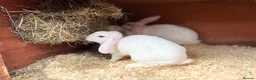 Mini Lop rabbits for sale: Very friendly Mini Plush Lops - Advert 16