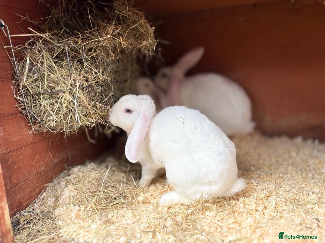 Mini Lop rabbits for sale: Very friendly Mini Plush Lops - Advert 16