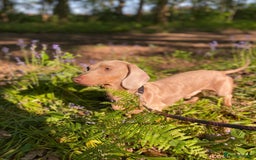 Miniature Dachshund dogs for sale: 🥰 Stunning Miniature Dachshunds 🥰 - Advert 15