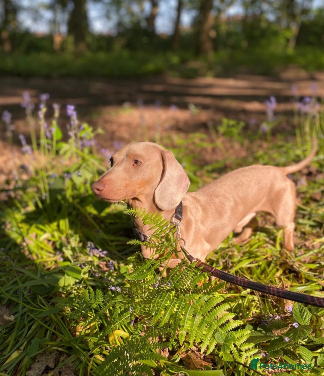 Miniature Dachshund dogs for sale: 🥰 Stunning Miniature Dachshunds 🥰 - Advert 15