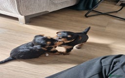 Yorkshire Terrier dogs for sale: 3 yorkshire terrier puppies - Image 3