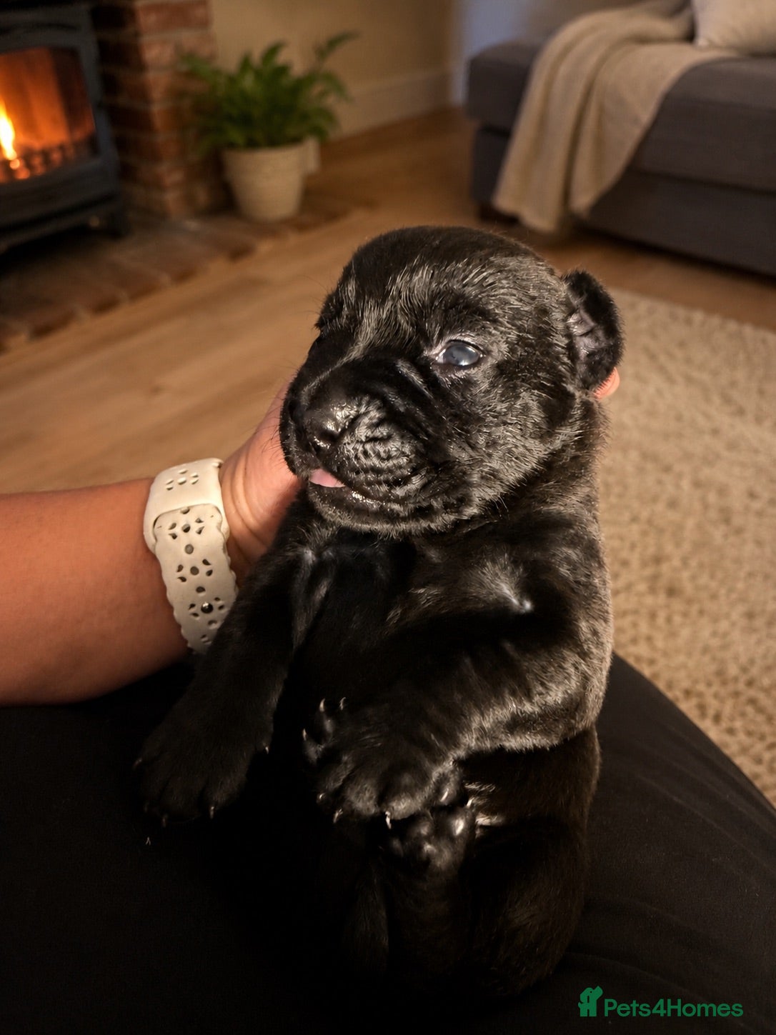 Labrador Retriever dogs Labrador cross Boxerdore puppies  - Advert 1