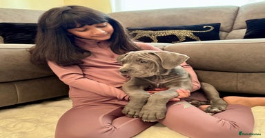 Mixed Breed dogs Last mastiff pups available  - Advert 4