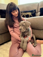 Mixed Breed dogs Last mastiff pups available - Advert 4