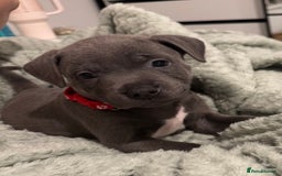 Staffordshire Bull Terrier dogs for sale: Stunning KC Blue Staffordshire Bull Terrier Pups - Image 10