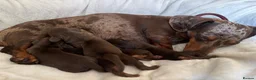 Dachshund dogs for sale: KC Registered Smooth-haired Miniature Dachshunds  in Halstead - Advert 3
