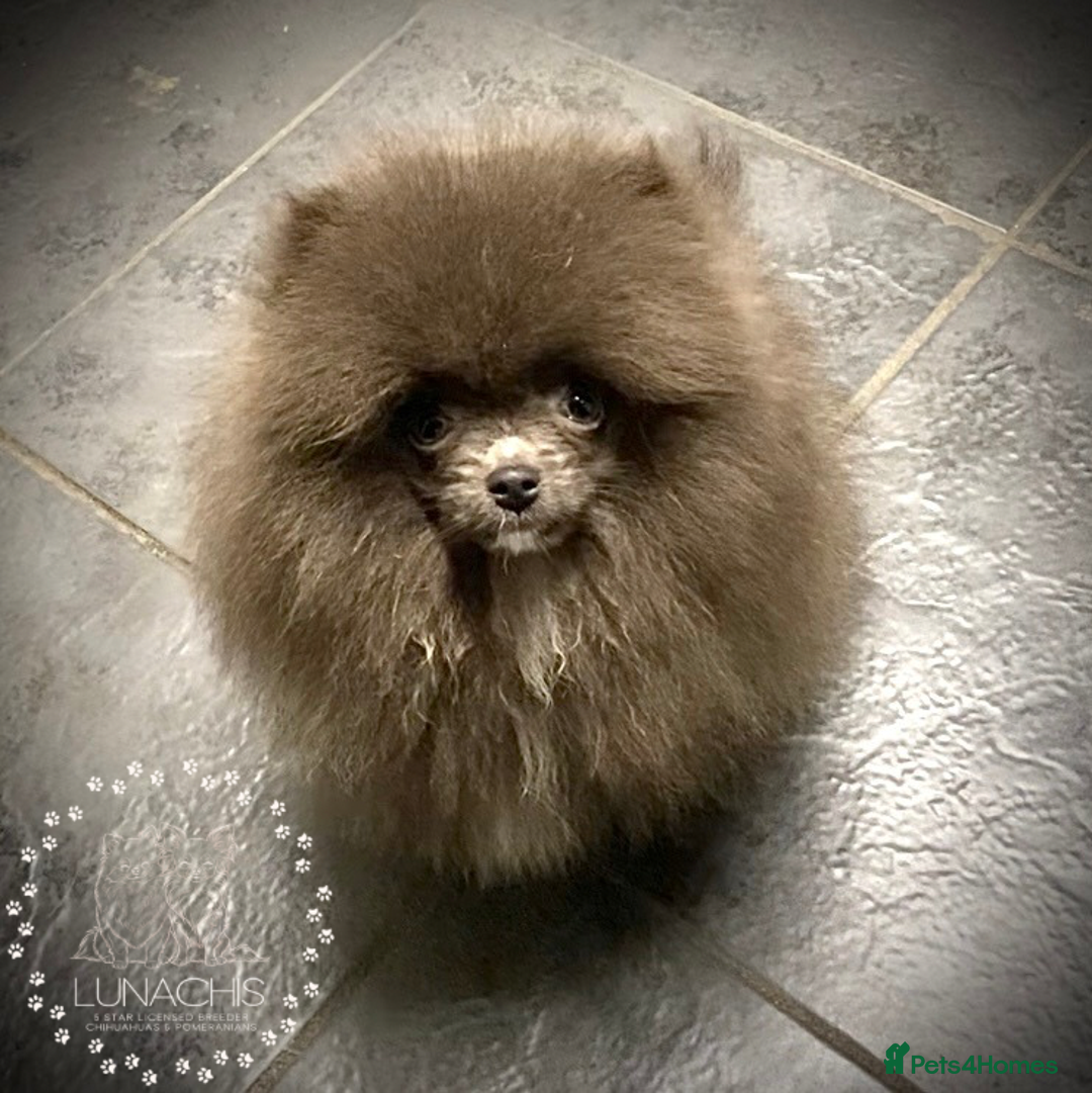 Pomeranian dogs for sale: Stunning Pomeranian puppies - Advert 3