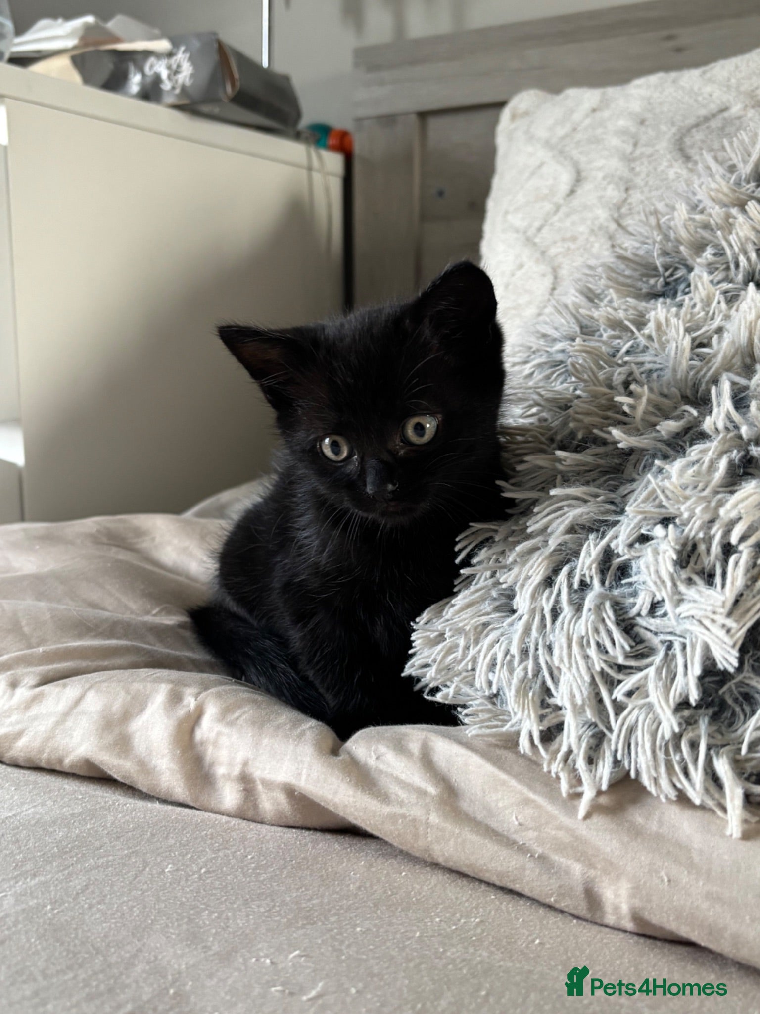 Mixed Breed cats Only one beautiful black male kitten left - Advert 4