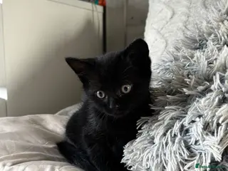 Mixed Breed cats Only one beautiful black male kitten left - Advert 4
