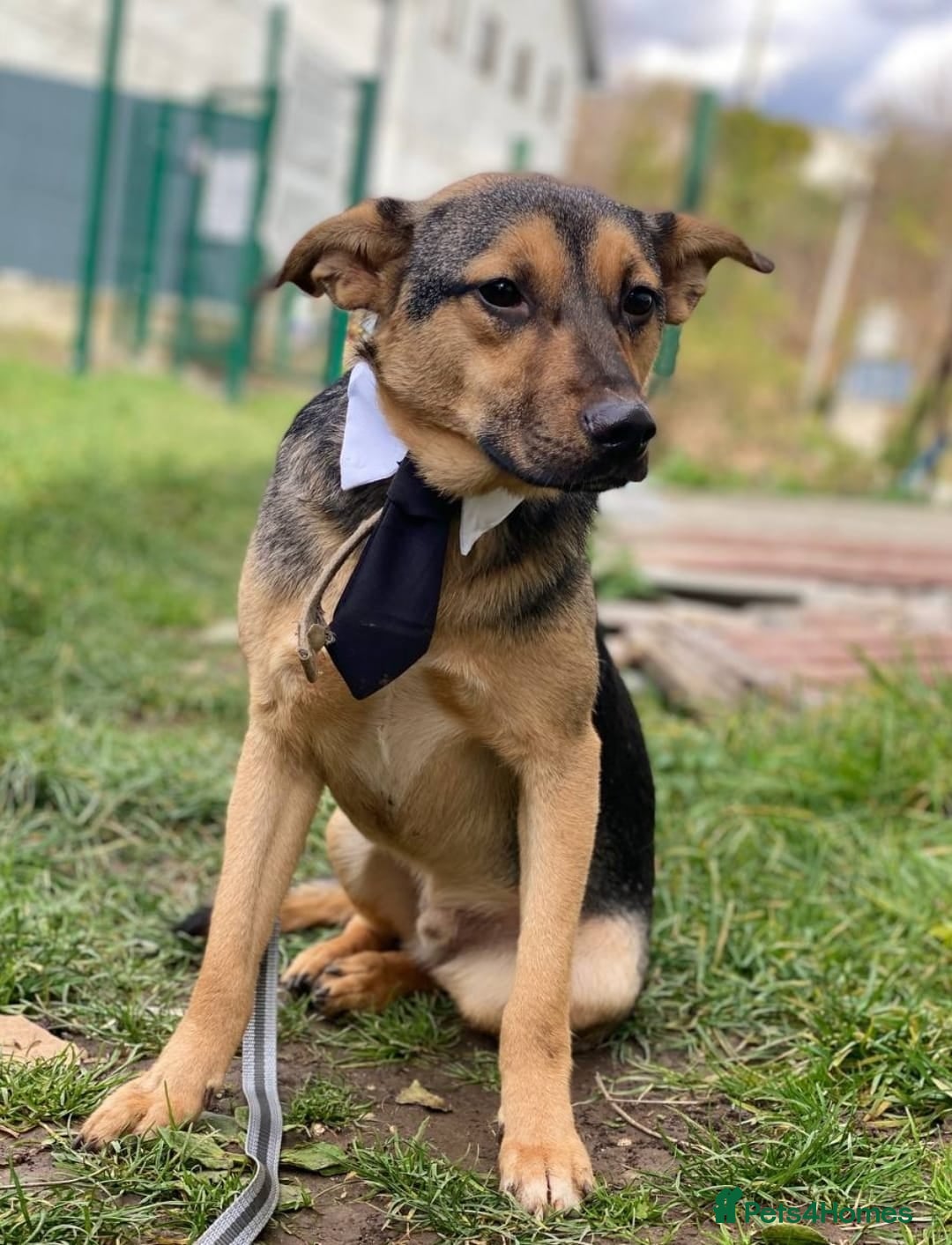 Mixed Breed dogs for adoption: 💙🐶 MOZART 🐶💙 - Advert 14