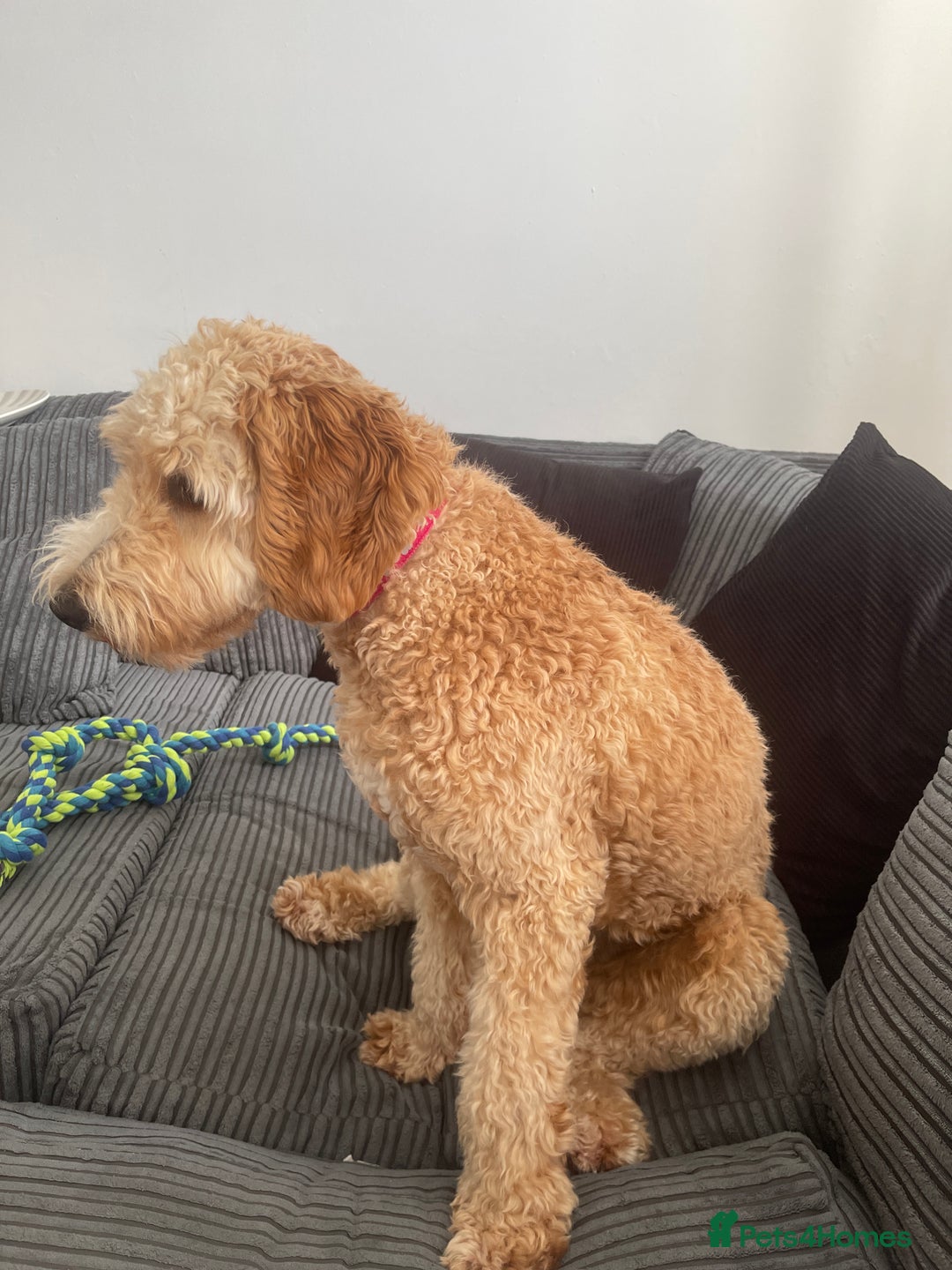 Cockapoo dogs for sale: Cockerpoo for sale  - Image 5