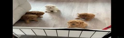 Cavapoo dogs for sale: Beautiful tiny f1bb cavapoo puppies PRA clear - Advert 4