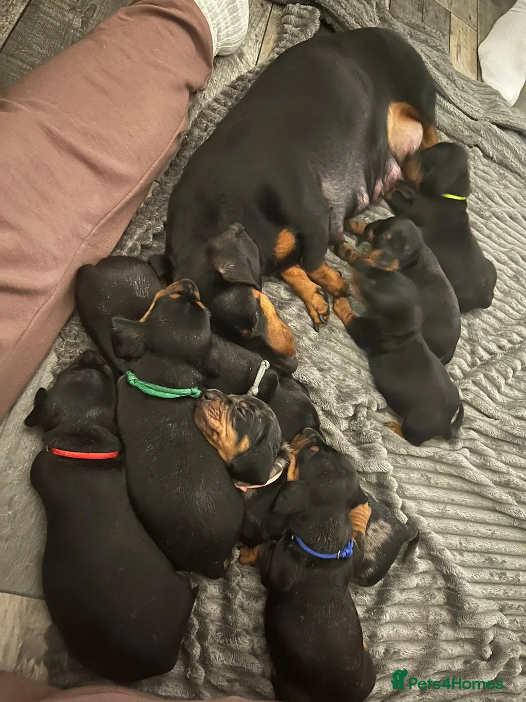 Miniature Dachshund dogs for stud: 🔥For stud proven miniature dachshund🔥   in Windsor - Advert 16
