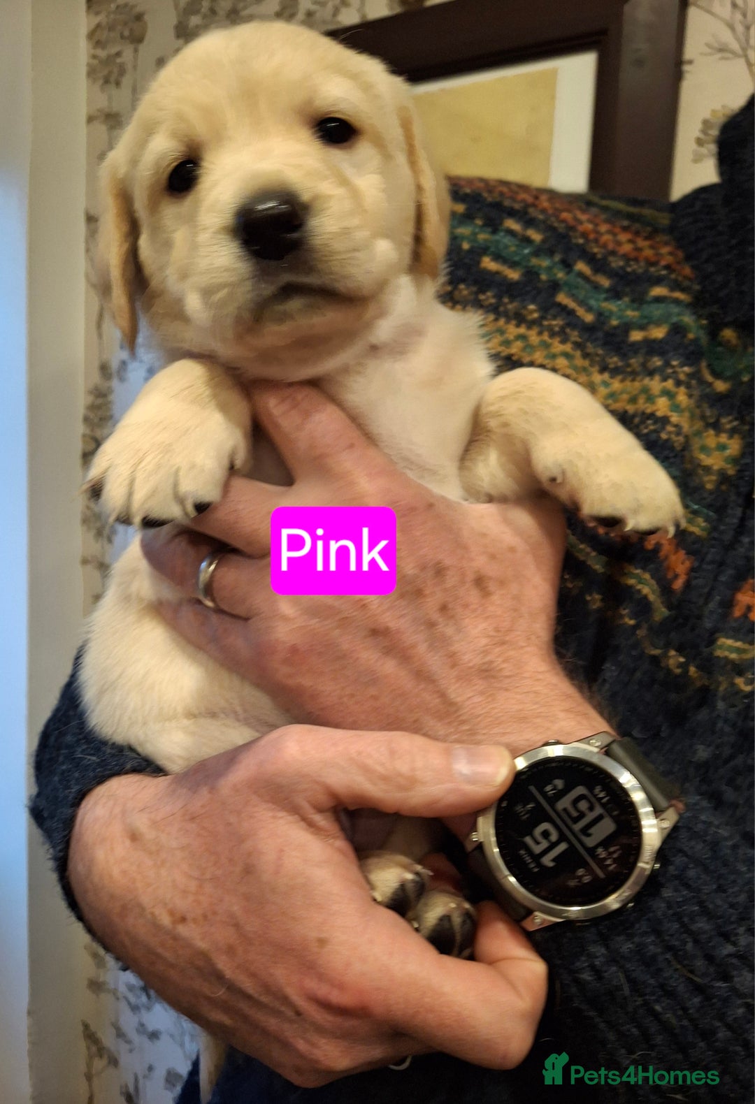 Goldador dogs for sale: Goldador Puppies - Advert 3