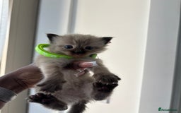 Ragdoll cats for sale:  Gorgeous fluffy chocolate ragdoll kittens🐾🥹 - Image 15