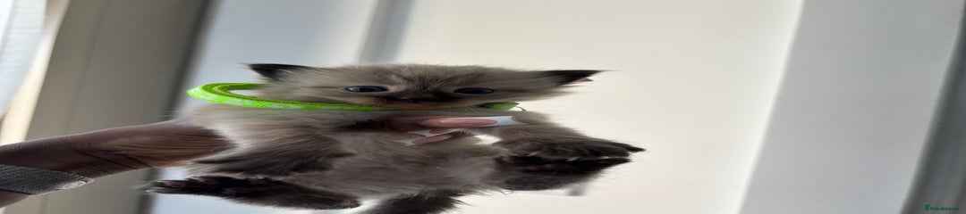 Ragdoll Kitten 4