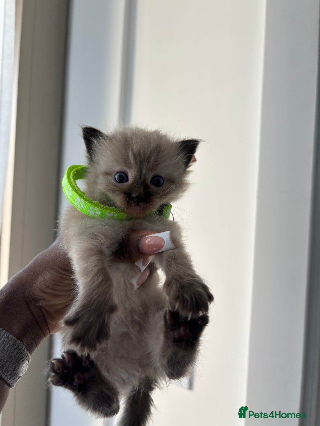 Ragdoll cats for sale:  Gorgeous fluffy chocolate ragdoll kittens🐾🥹 - Image 15