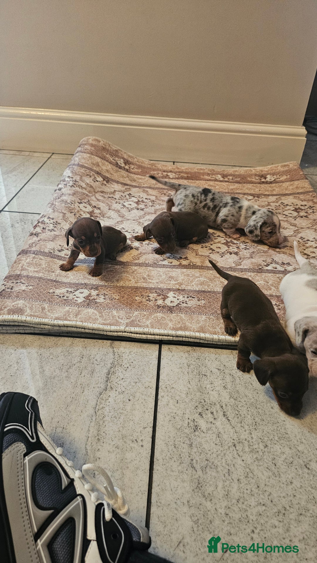 Dachshund dogs for sale: Miniature Dachshund Puppies. - Advert 2