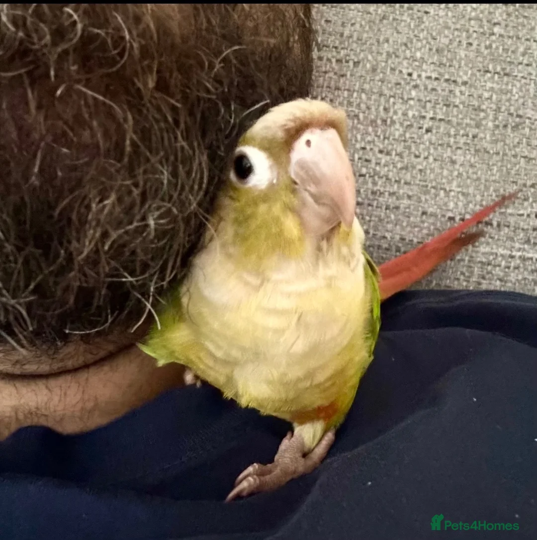Conures birds for sale: Pineapple Green Cheek Conure approx 6 months  - Advert 2