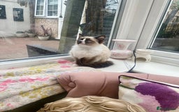 Ragdoll cats for sale: REDUCED GCCF Ragdoll-Mix – Rare & Longhaired 🐾 - Image 3