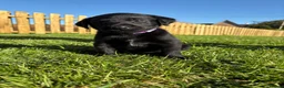 Labrador Retriever dogs for sale: Black labrador puppies KC registered. in Berwick-upon-Tweed - Advert 8