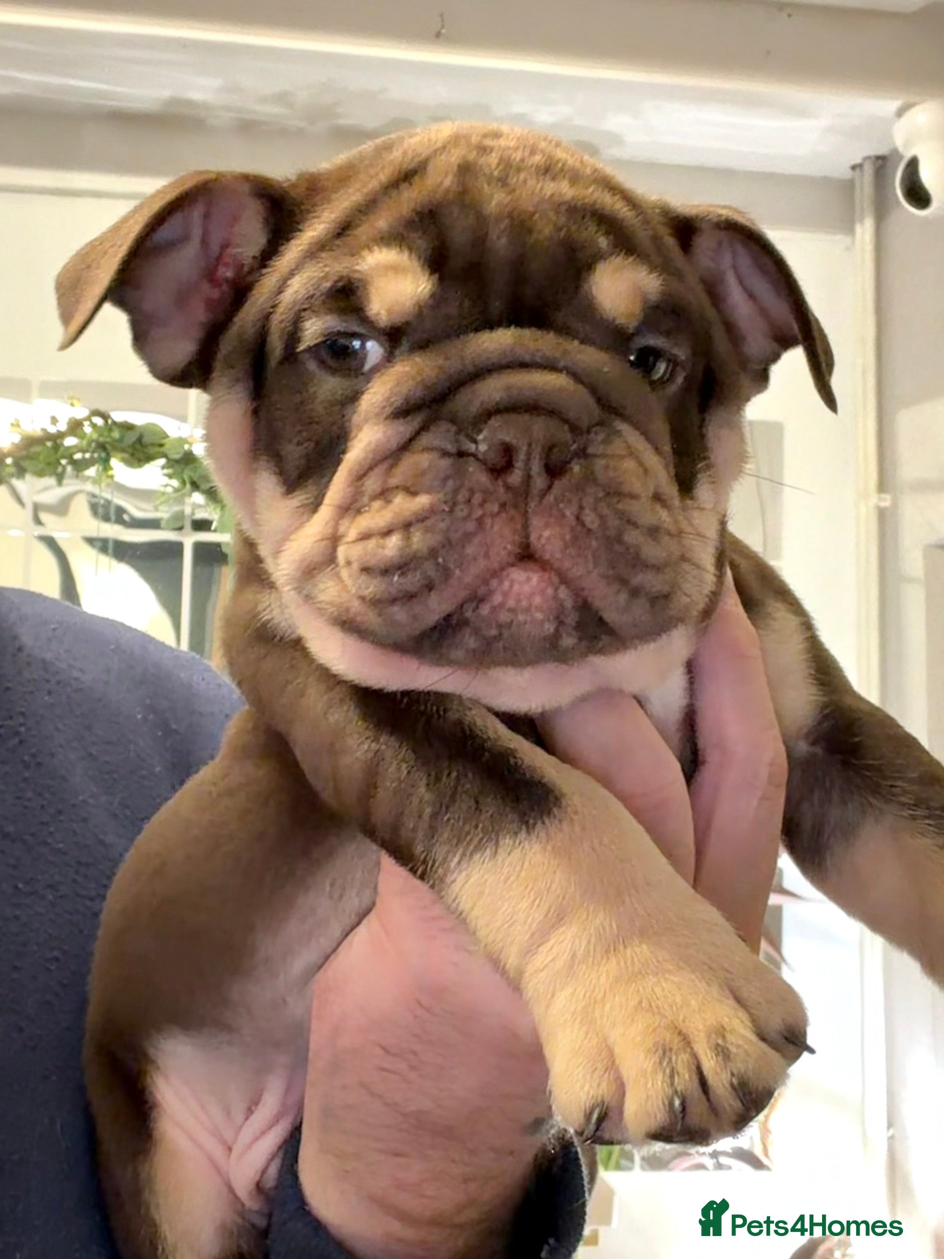 English Bulldog dogs 🏆 Elite KC English Bulldog Puppies – Swansea 🏆 - Advert 4