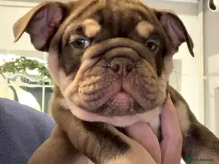 English Bulldog dogs 🏆 Elite KC English Bulldog Puppies – Swansea 🏆 - Advert 5