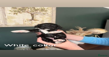Cockapoo dogs - Advert 16