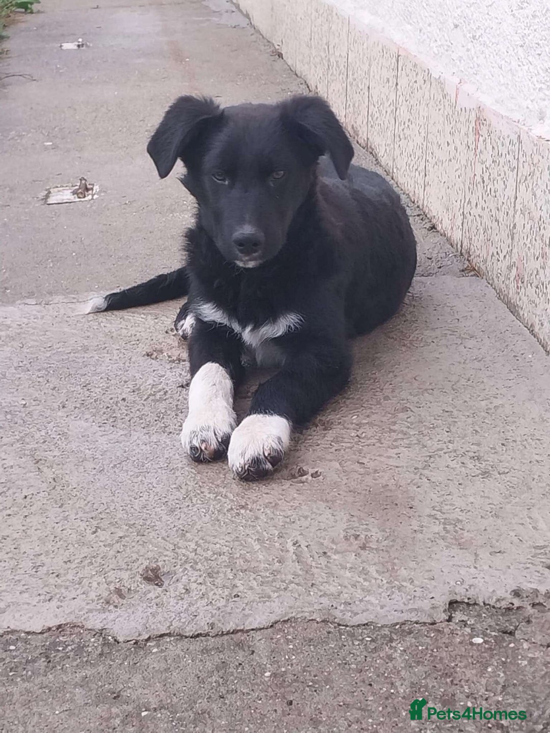 Mixed Breed dogs for adoption: Bandit - Image 1