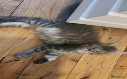 Maine Coon cats for sale: 2 male maine coon kittens - Image 3