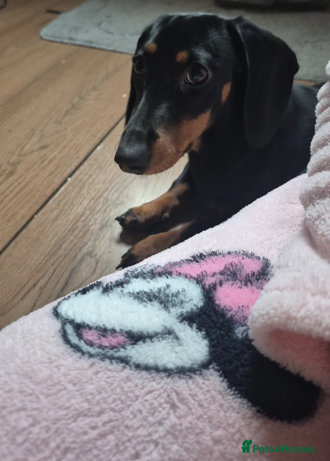 Dachshund dogs for sale: Dachshund girl - Advert 2