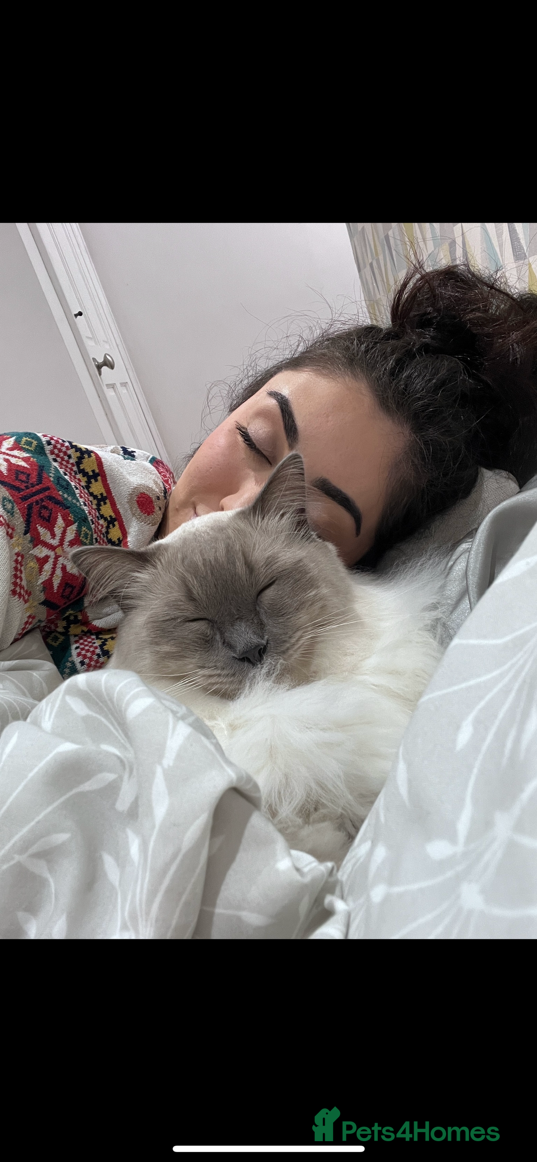 Ragdoll cats for sale: Ragdoll for rehome  - Advert 6