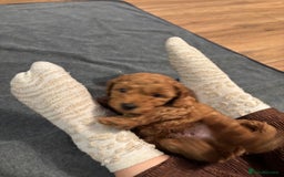 Mixed Breed dogs for sale: X1 beautiful red miniature left (boy)  - Image 7