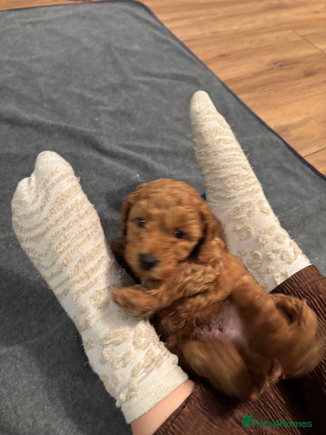 Mixed Breed dogs for sale: X1 beautiful red miniature left (boy)  - Image 7