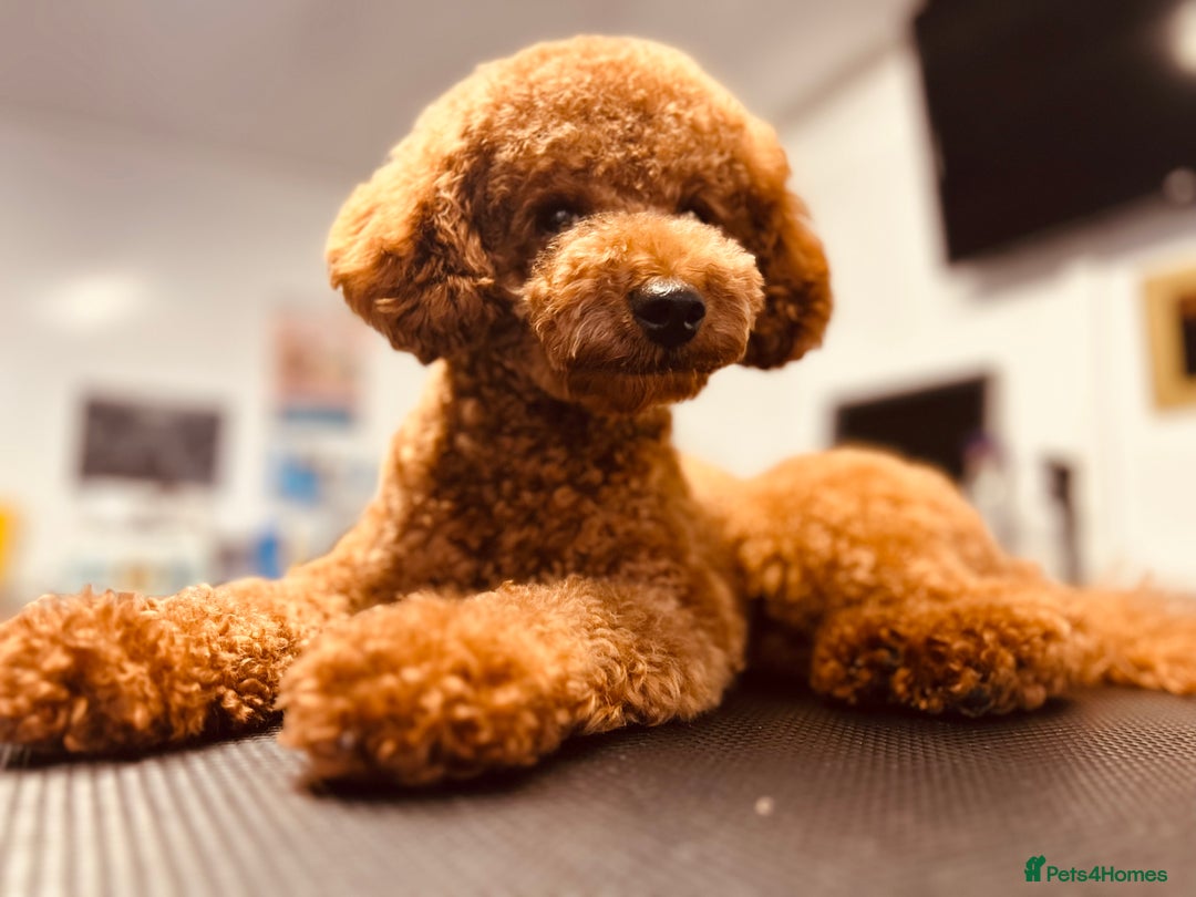 Toy Poodle dogs for stud: Leo Toy Poodle fox red Stud in Telford - Advert 12