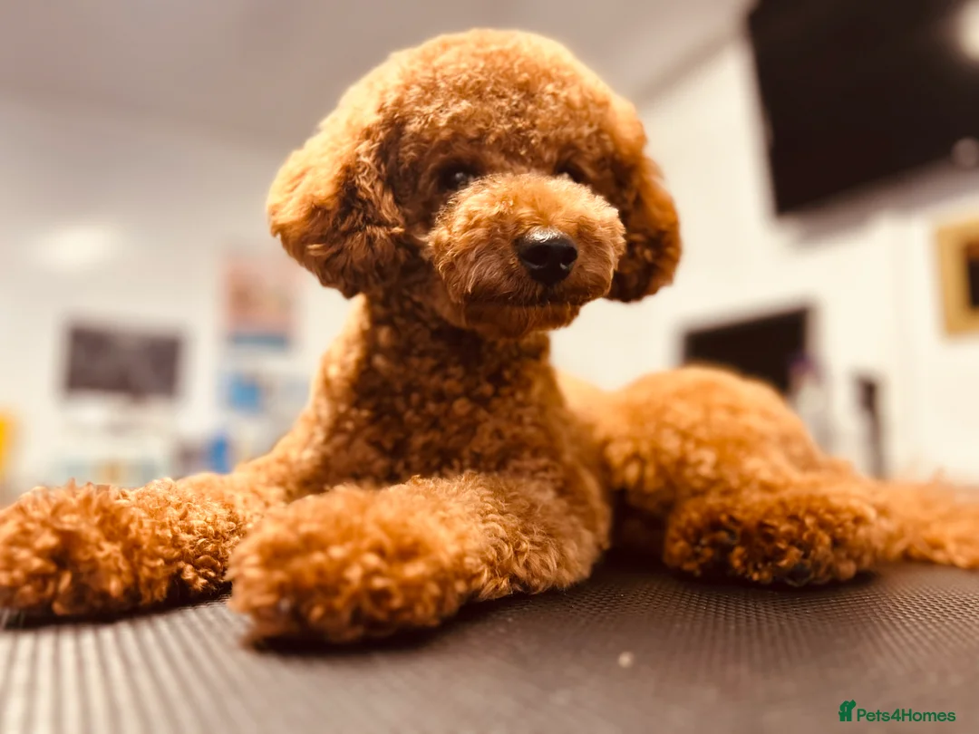 Toy Poodle dogs for stud: Leo Toy Poodle fox red Stud in Telford - Advert 12