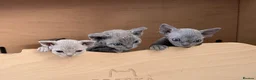 Devon Rex cats for sale: Beautiful blue boy and lilac girl!!!!! - Advert 20