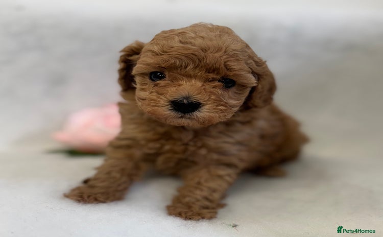 Toy Poodle dogs - Advert 11