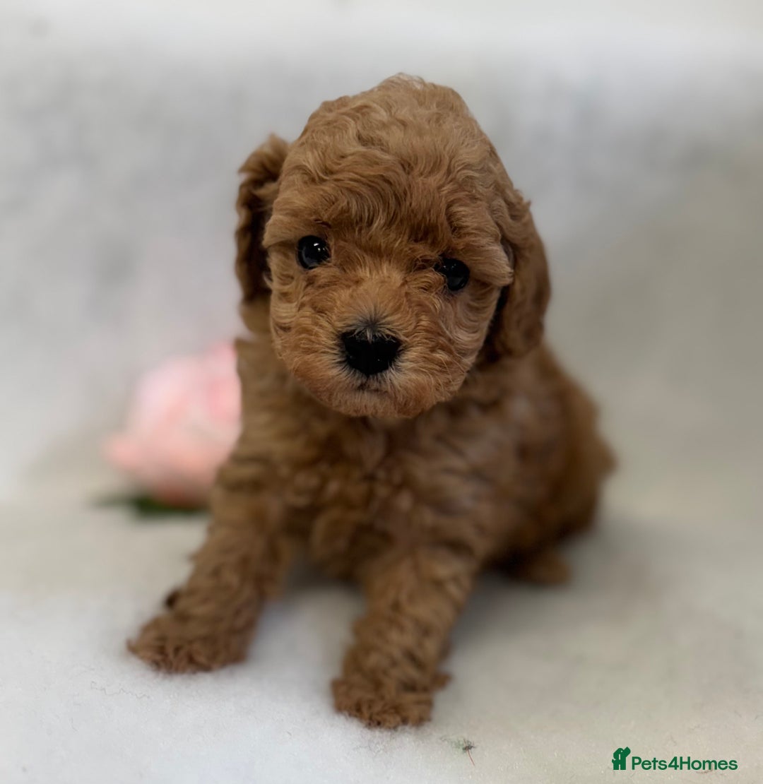 Toy Poodle dogs for sale: Asian toy poodles  - Image 1