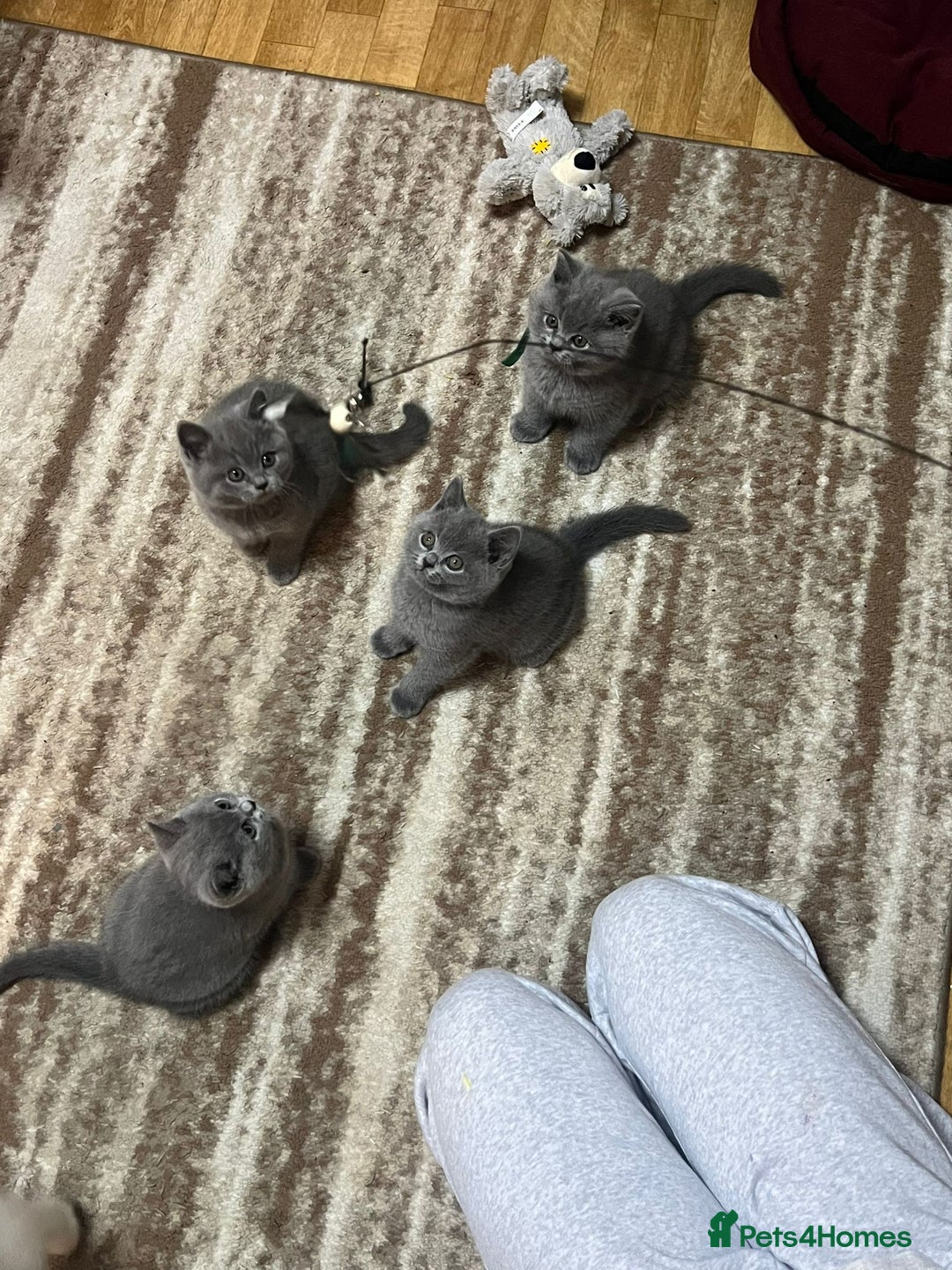 British Shorthair cats for sale: !!! Pure Blood Champions Pedigree BSH Kittens!!! - Advert 20
