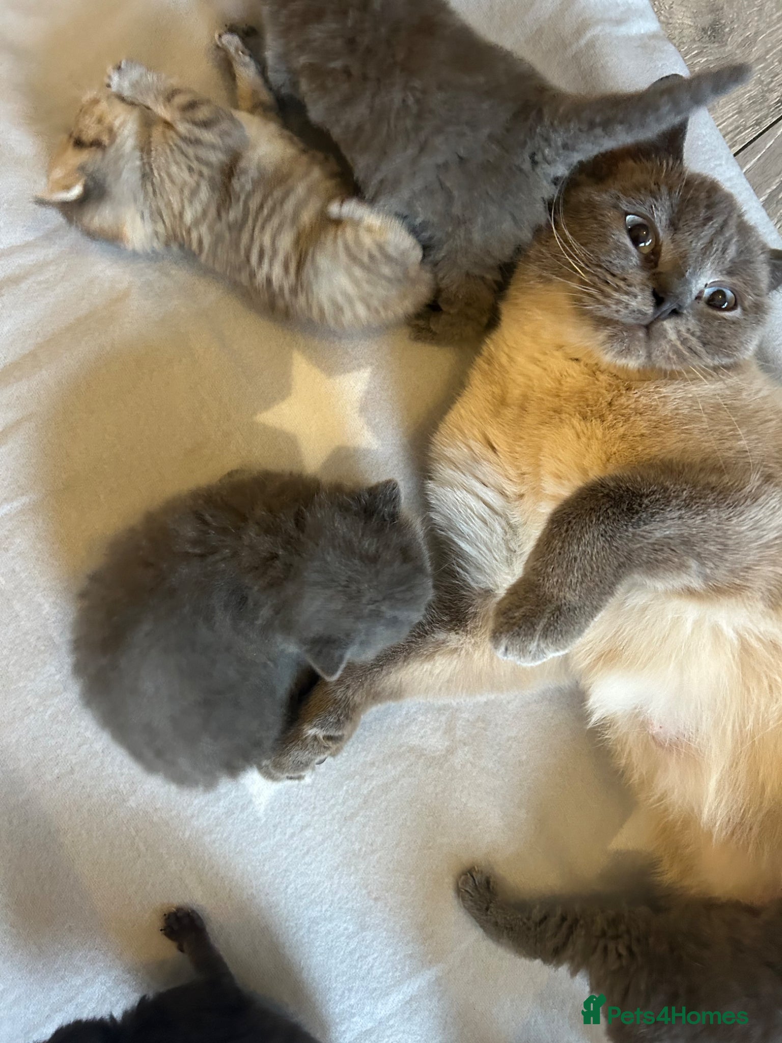 British Shorthair cats for sale: BSH KITTENS 💕💙 - Advert 2