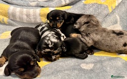 Miniature Dachshund dogs for sale: Mini dachshund puppies KC reg parents DNA tested - Image 10