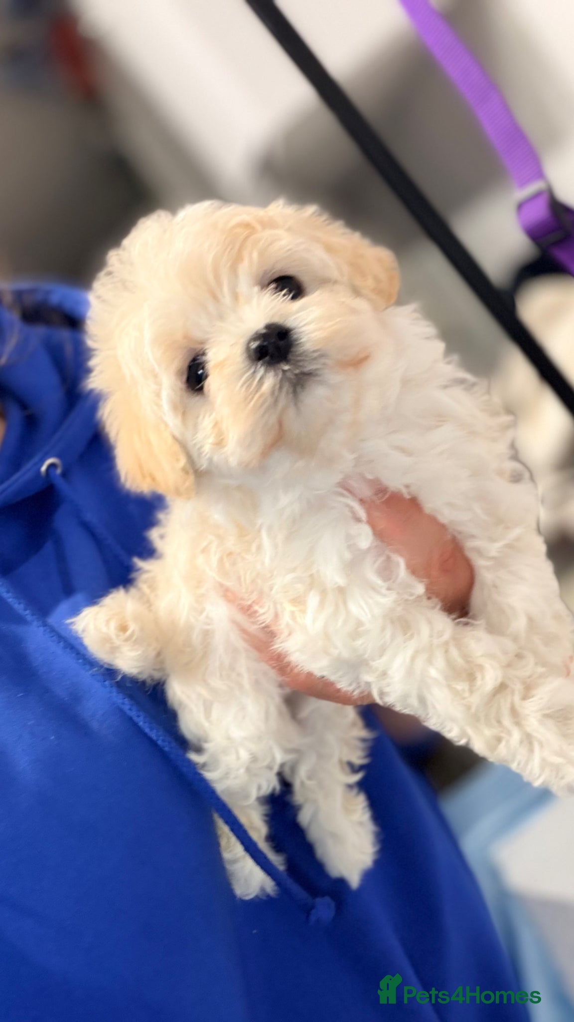 Maltipoo dogs Asian Toy Maltipoos  - Advert 11