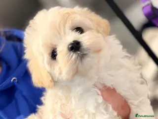 Maltipoo dogs Asian Toy Maltipoos - Advert 11