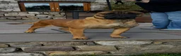Bullmastiff dogs for sale: Female Bullmastiff  - Advert 3
