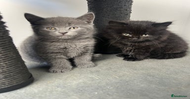 Scottish Fold cats - Advert 3
