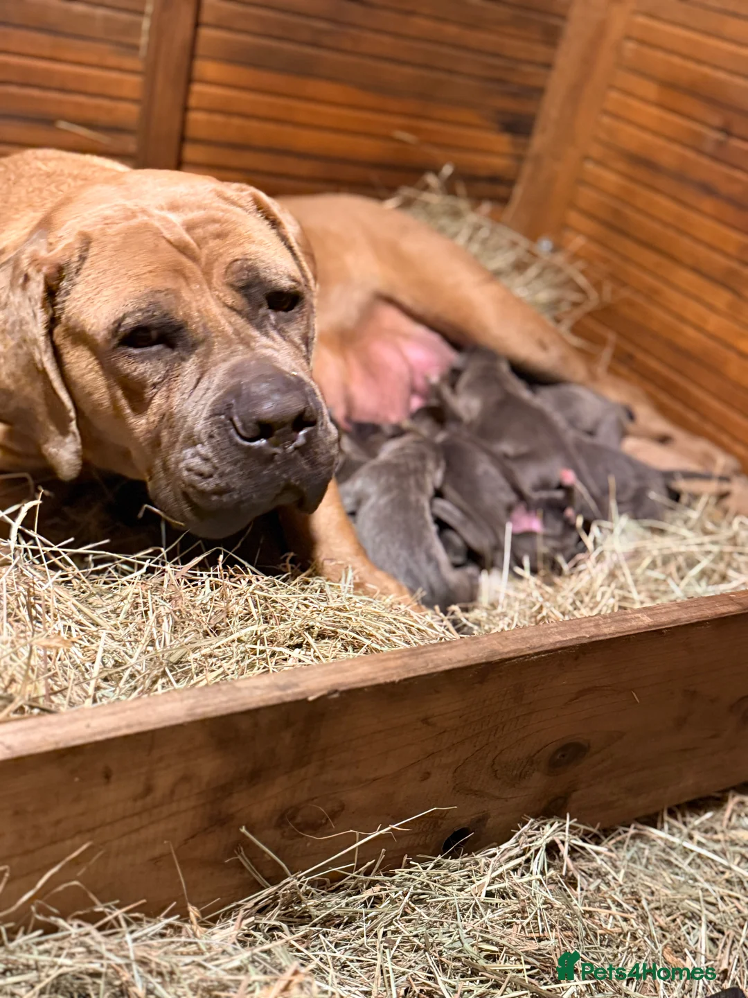 Cane Corso dogs for sale: Beautiful Cane Corso puppies available - Advert 15