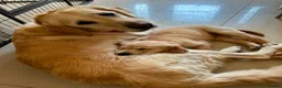 Golden Retriever dogs for sale: Golden Retriever puppy for adoption  - Advert 10
